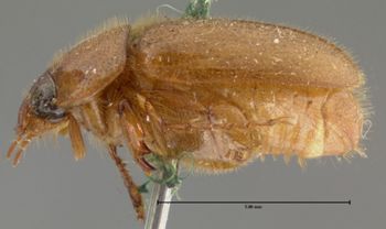 Media type: image;   Entomology 3797 Aspect: habitus lateral view